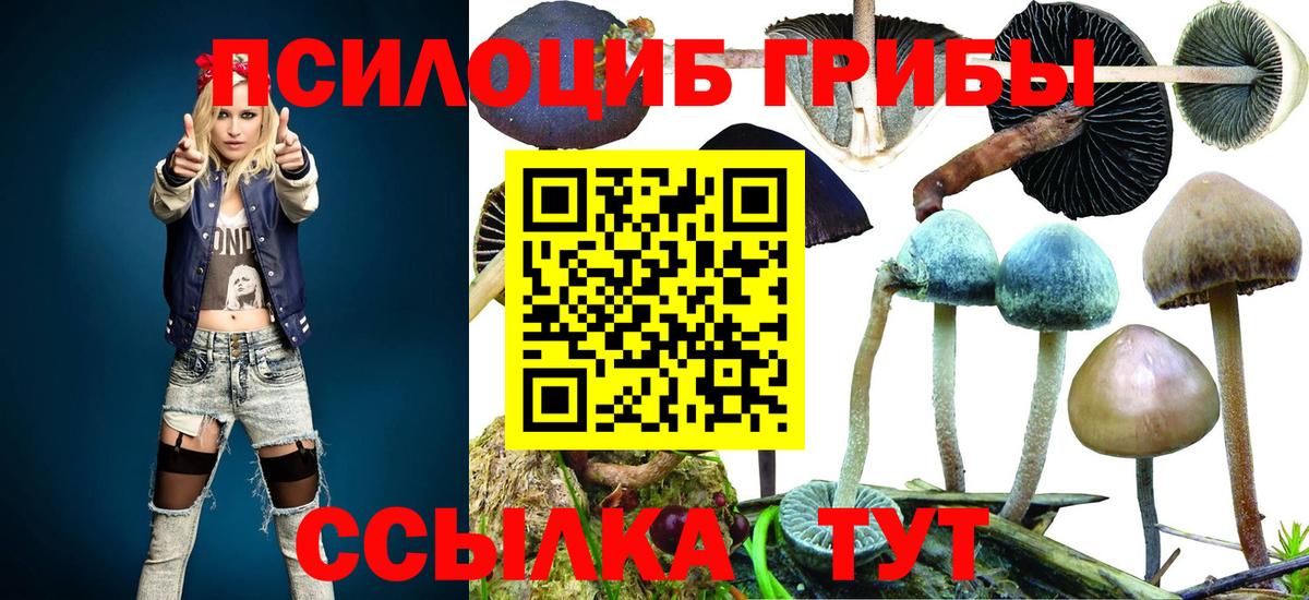 Псилоцибиновые грибы Psilocybe Заволжье